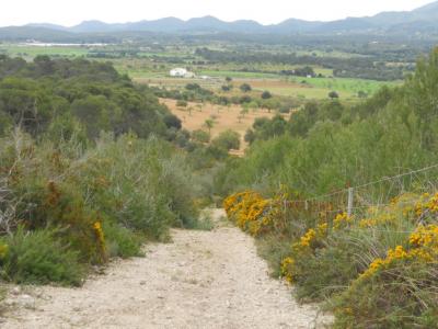 Mallorca incluida Cursa Pels Camins del Fangar